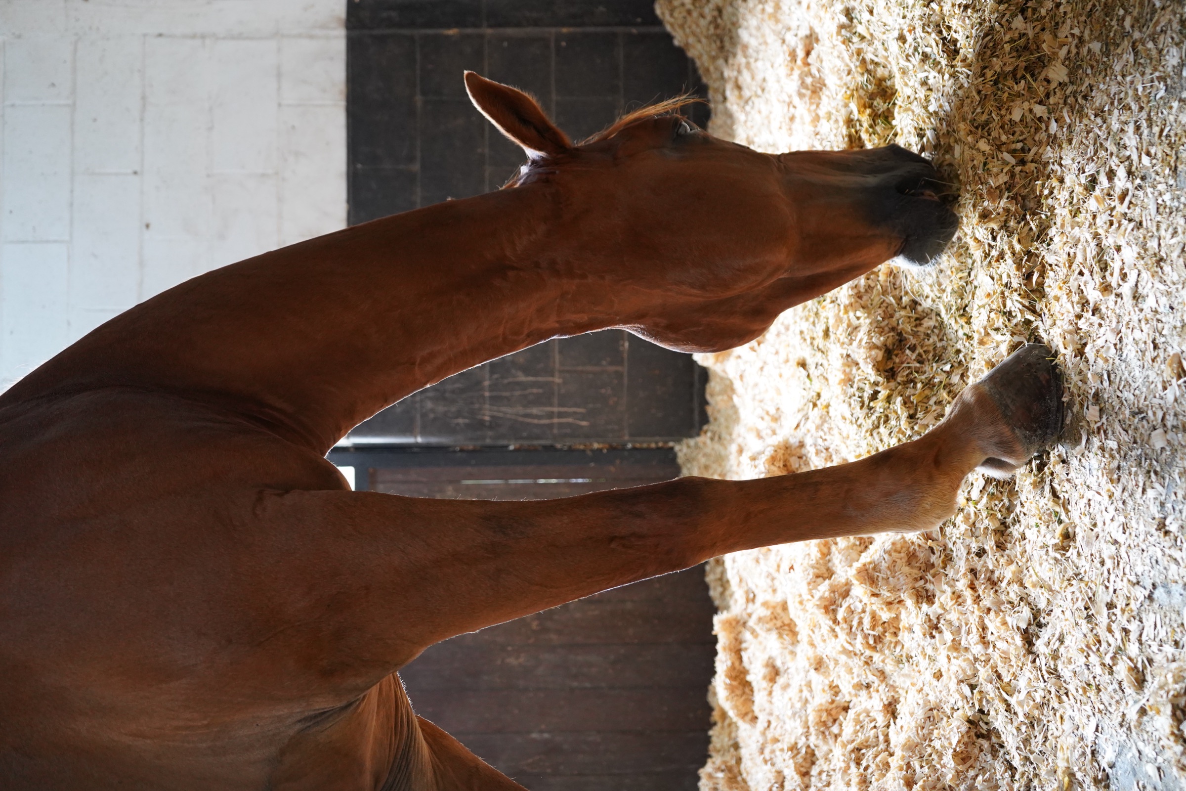 A chestnut horse grazes through fresh Queen pine shavings in a stall.
