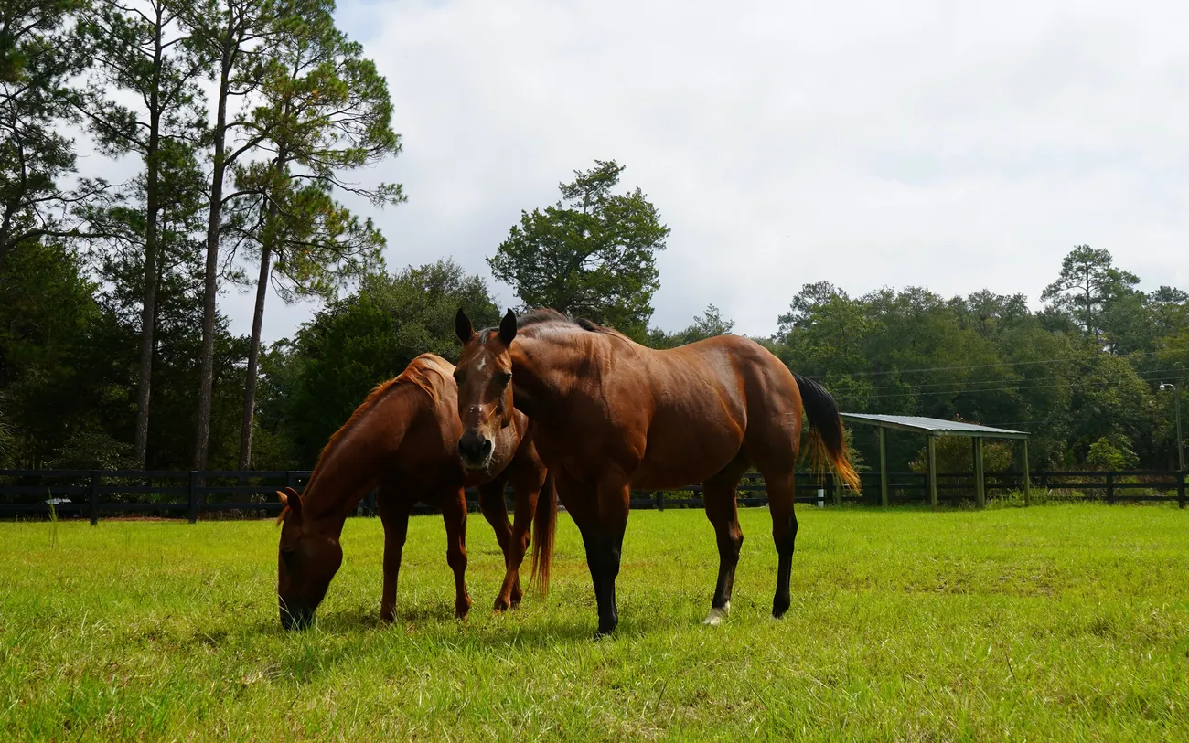 Two horses graze together at pasture.